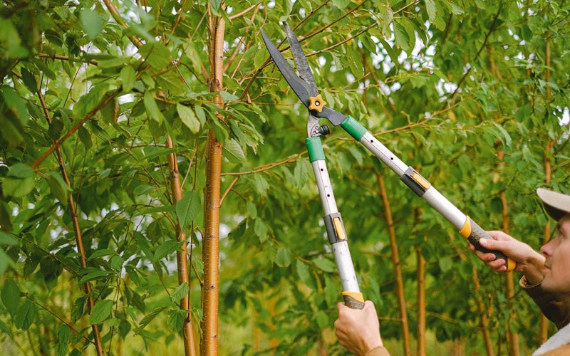 Tree trimming in Mocksville, NC